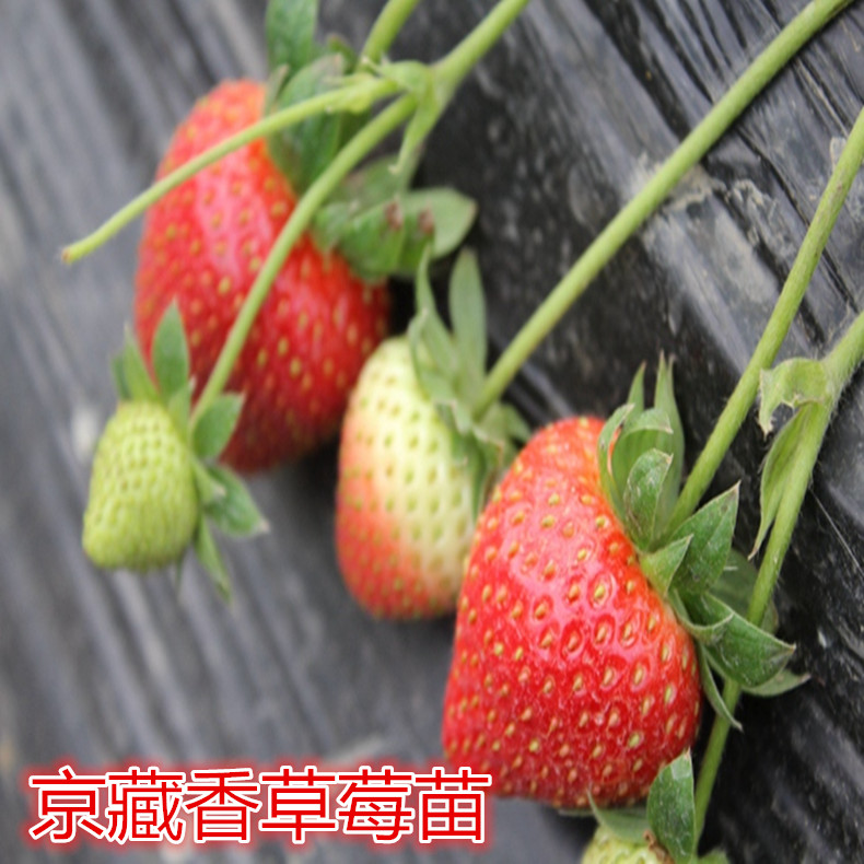 佐賀清香三葉一芯草莓苗畝產(chǎn)量多少