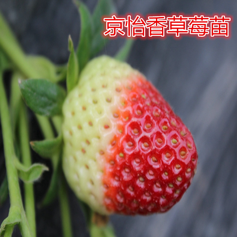九九草莓苗、九九草莓苗怎么種植