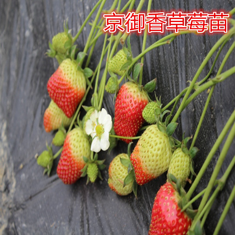 森加森加拉草莓苗價(jià)格表
