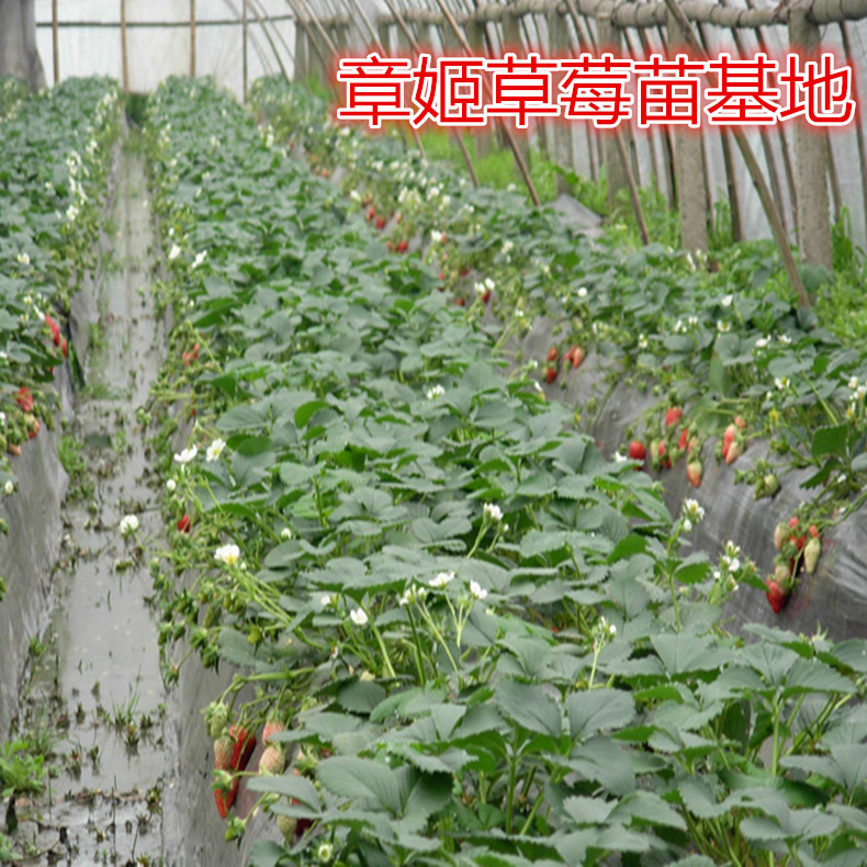 森加森加拉草莓苗價(jià)格表