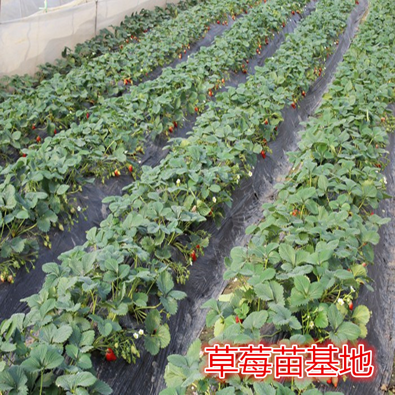 賽娃草莓苗、賽娃草莓苗耐旱耐寒