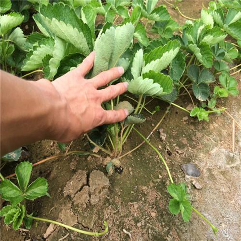 春香草莓苗栽培技術（宜春靖安質優(yōu)）