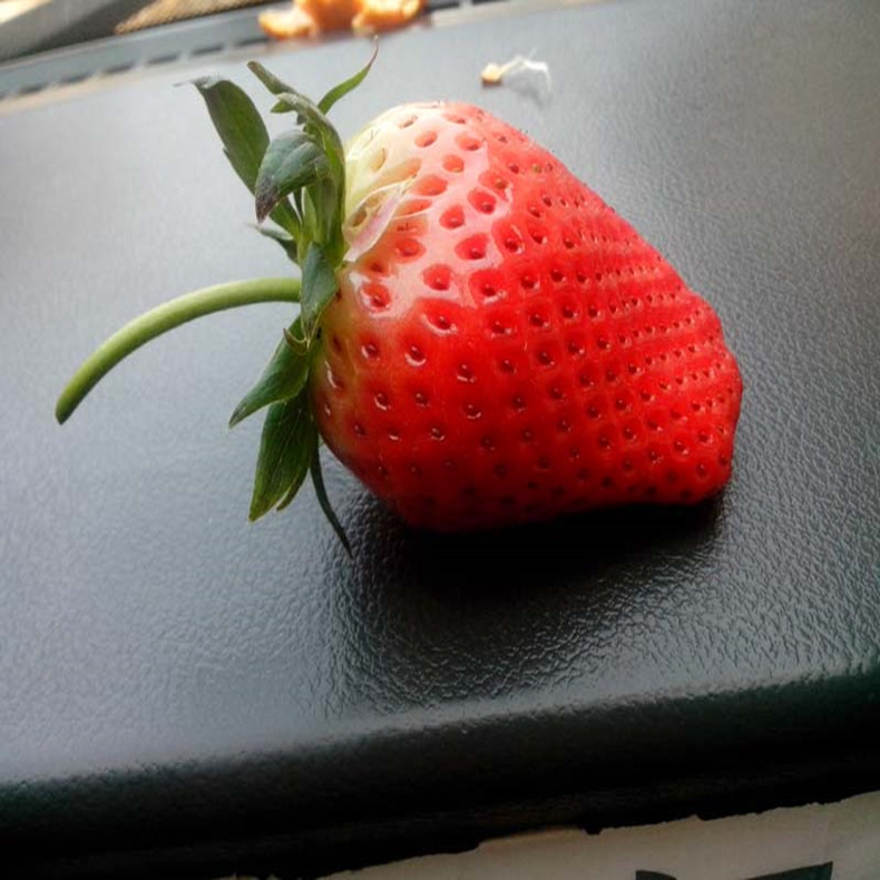 天香草莓苗