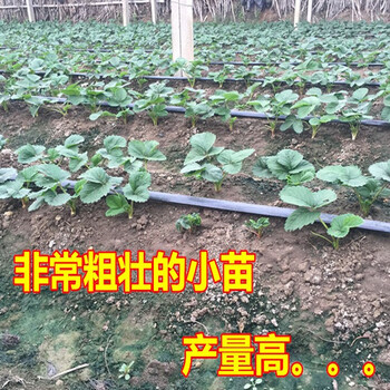 草莓苗上車價(jià)