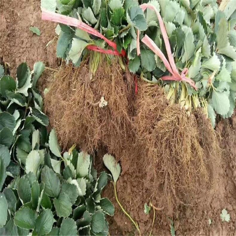 碩蜜草莓苗現(xiàn)挖現(xiàn)賣、碩蜜草莓苗脫毒苗
