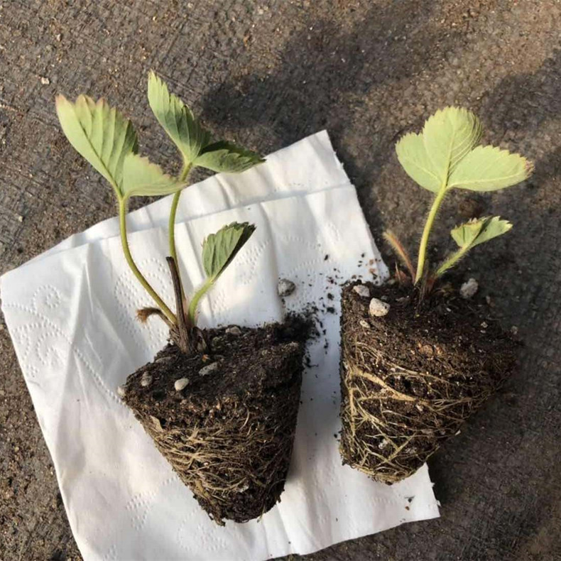 碩露草莓苗
