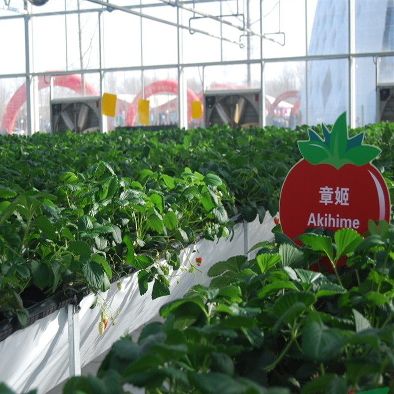 碩蜜草莓苗現(xiàn)挖現(xiàn)賣、碩蜜草莓苗脫毒苗