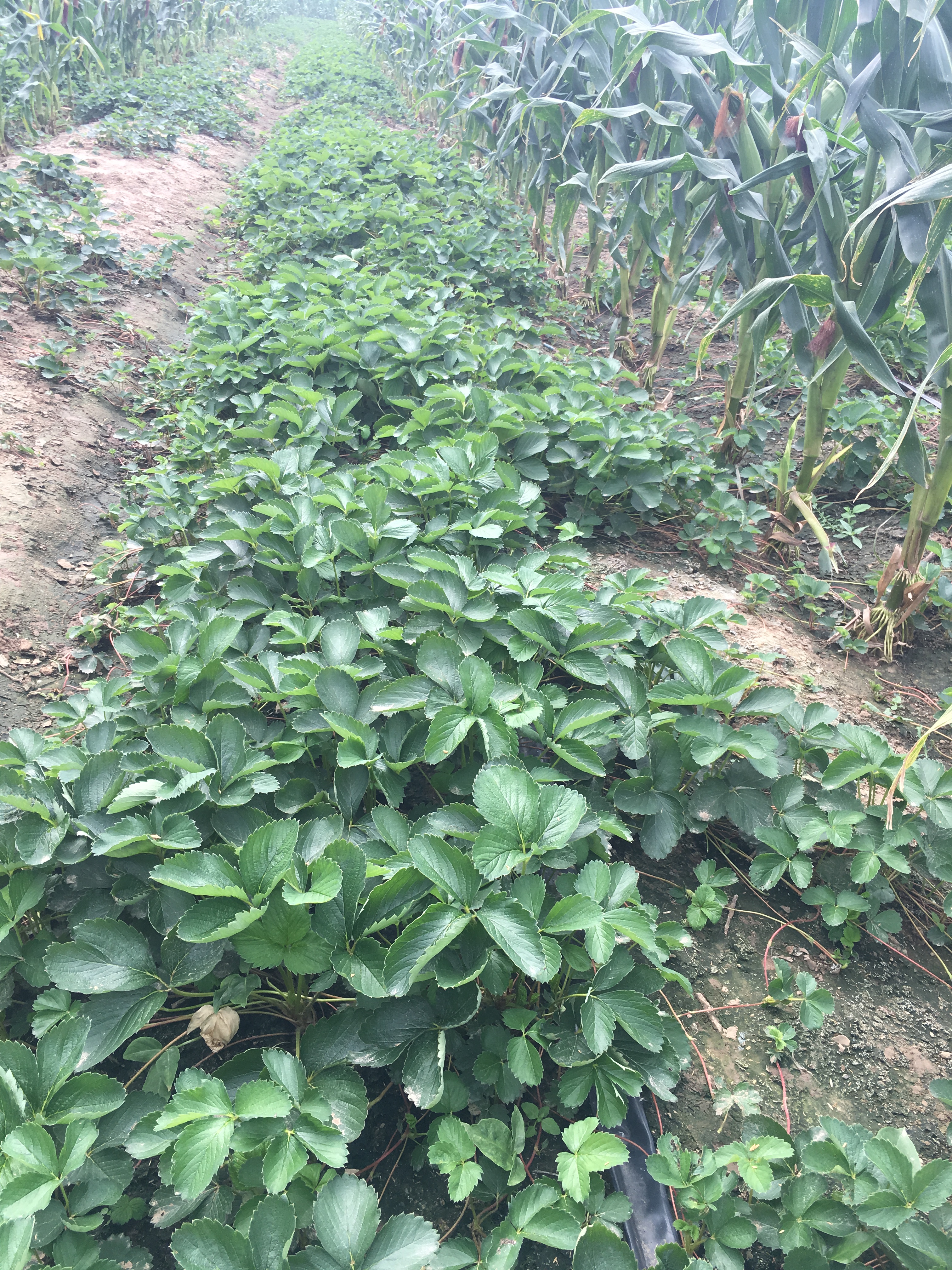 草莓苗、草莓苗品種介紹