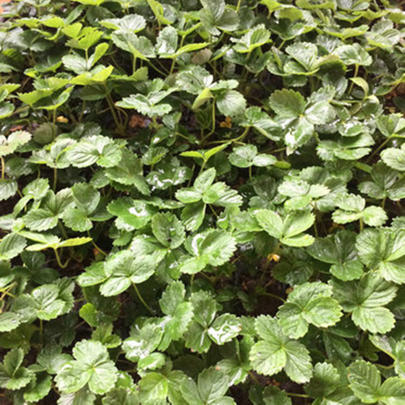 紅衣草莓苗