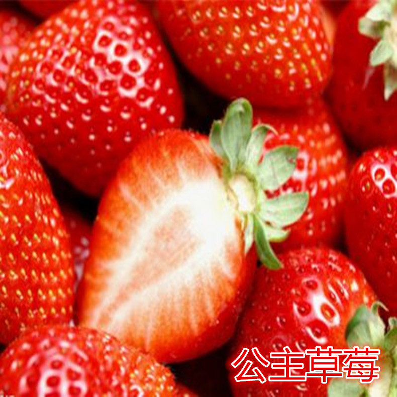 組培草莓苗、組培草莓苗品種