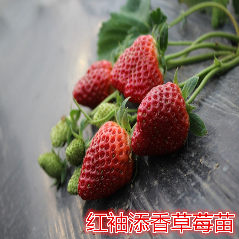 碩蜜草莓苗現(xiàn)挖現(xiàn)賣、碩蜜草莓苗脫毒苗