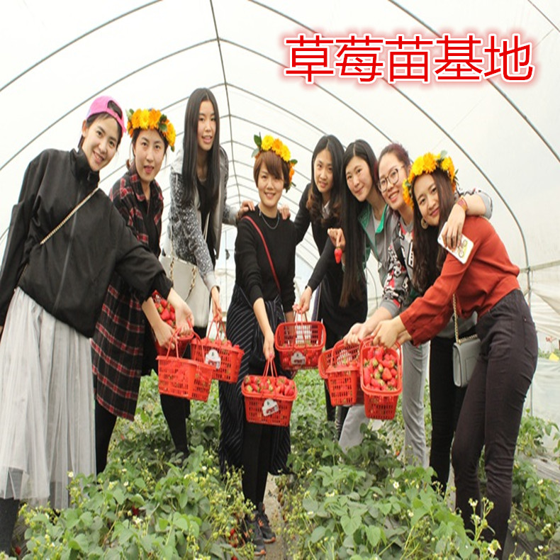 春香草莓苗