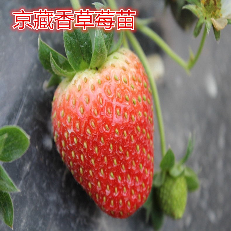 草莓種苗、草莓種苗一畝地種多少棵