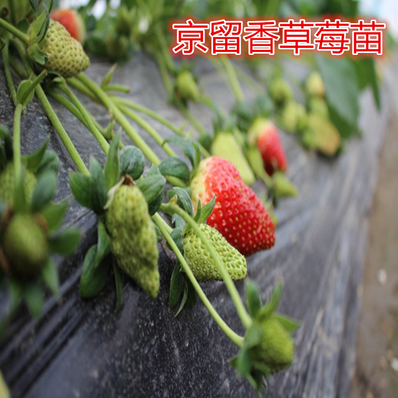 草莓苗報價