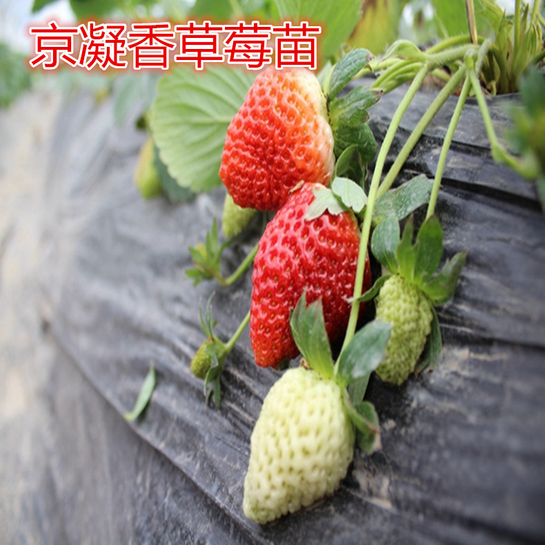 組培草莓苗、組培草莓苗品種