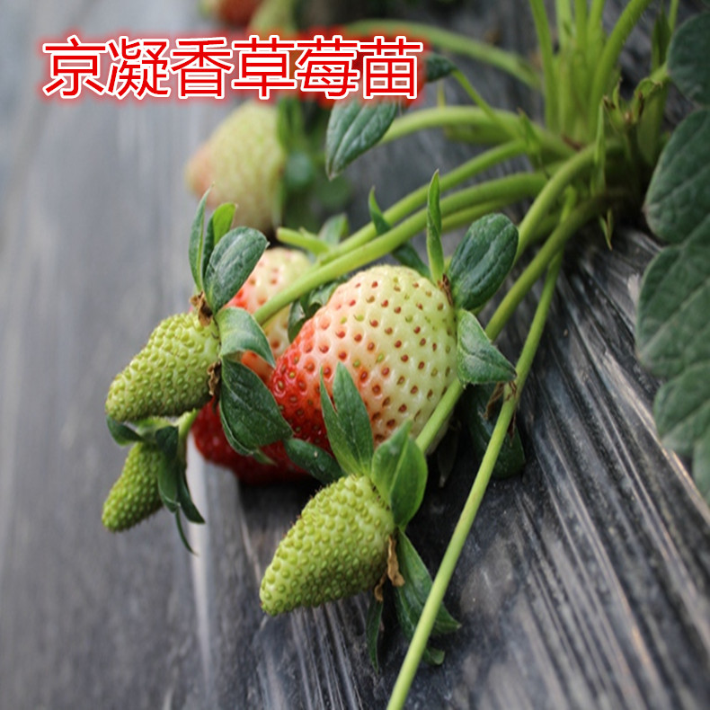 盆栽草莓苗、盆栽草莓苗產(chǎn)量高