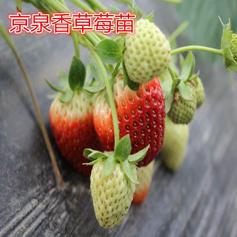 草莓種苗、草莓種苗一畝地種多少棵