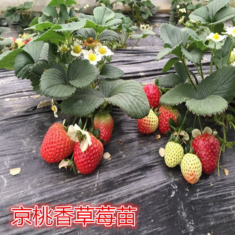 草莓苗新品种果树苗