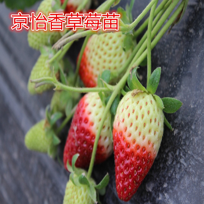 草莓苗、草莓苗品種介紹
