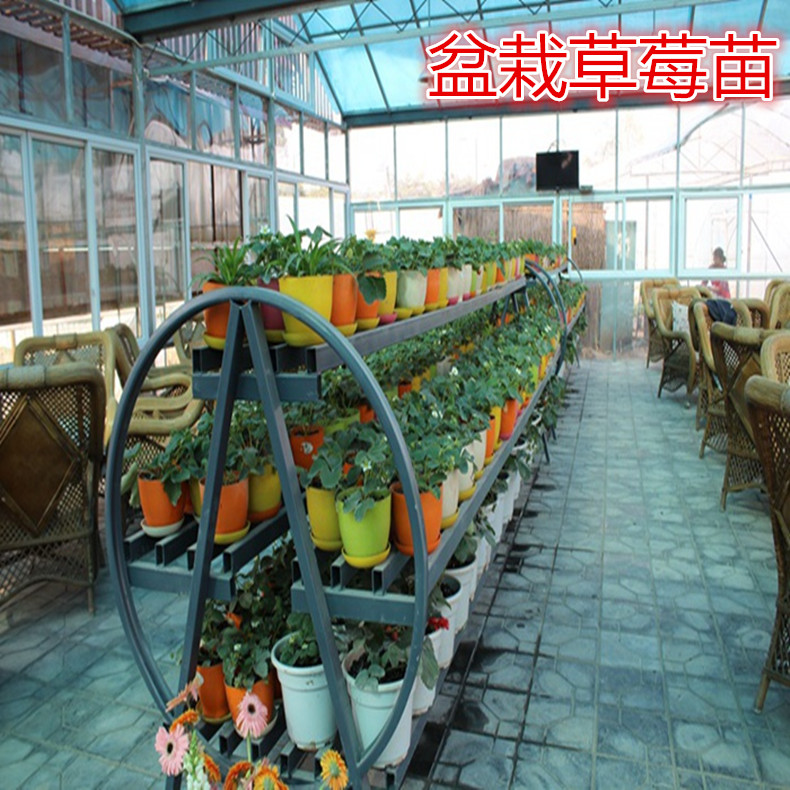 春香草莓苗