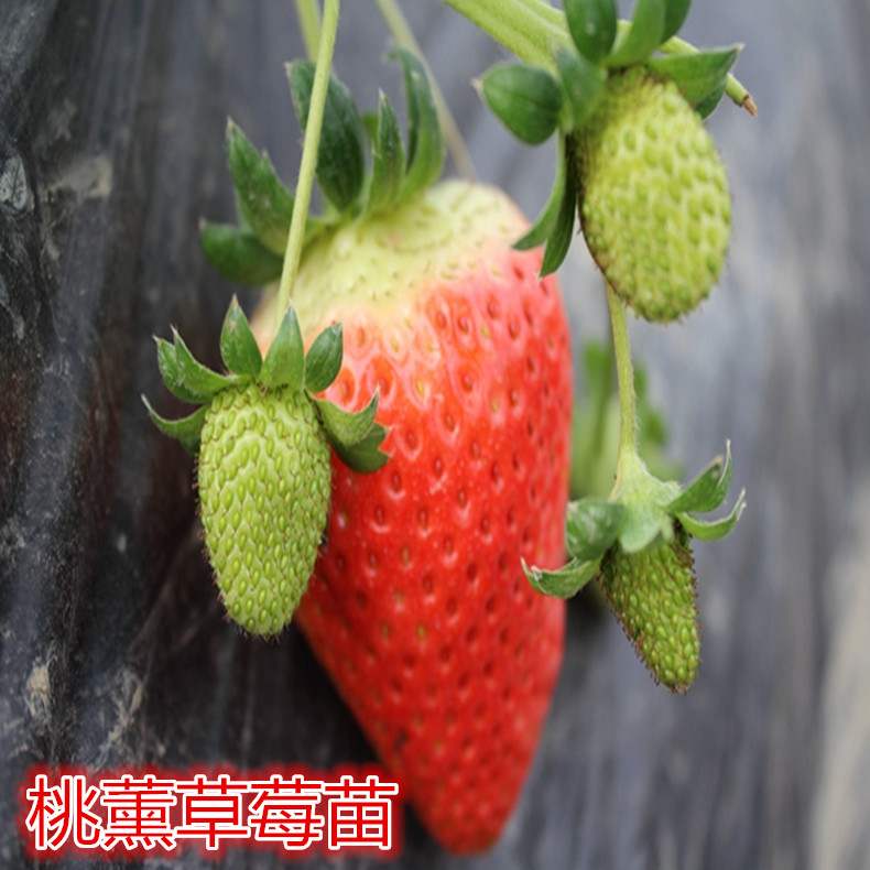 組培草莓苗、組培草莓苗品種