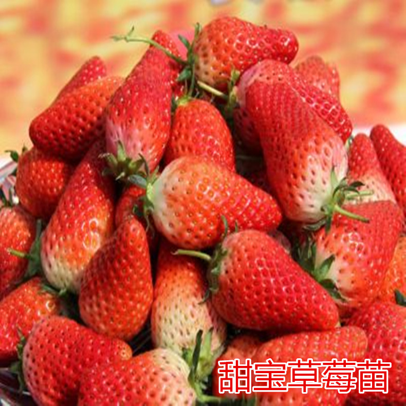 盆栽草莓苗、盆栽草莓苗產(chǎn)量高