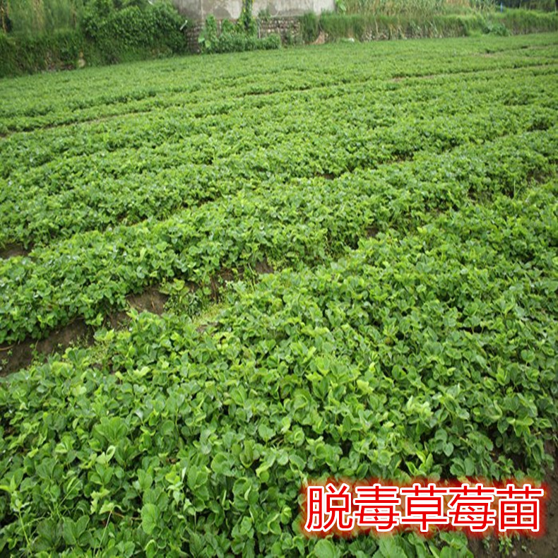 草莓苗報價