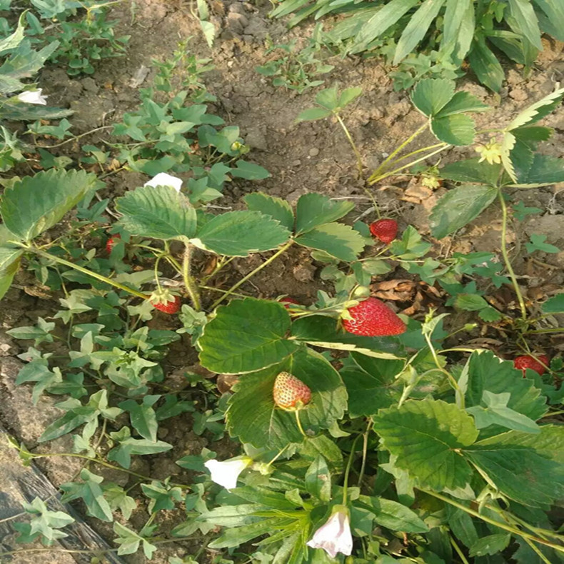 基地紅頰草莓苗、紅頰草莓苗栽培技術(shù)