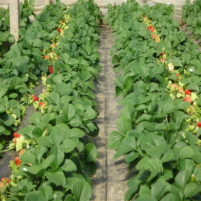 碩蜜草莓苗現(xiàn)挖現(xiàn)賣、碩蜜草莓苗脫毒苗