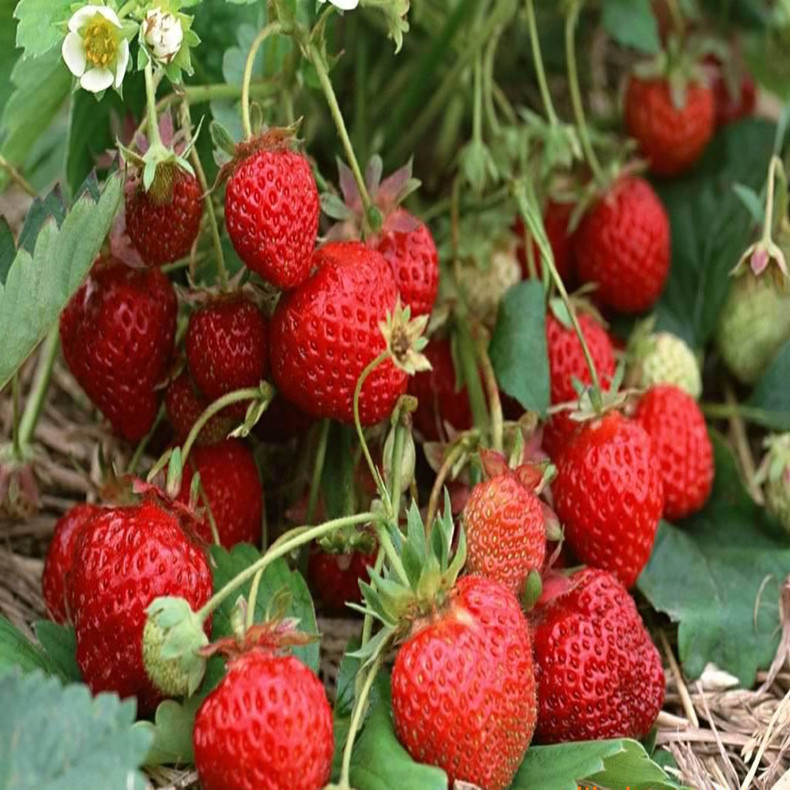 達(dá)斯萊克特草莓苗種植培育、達(dá)斯萊克特草莓苗基地歡迎您