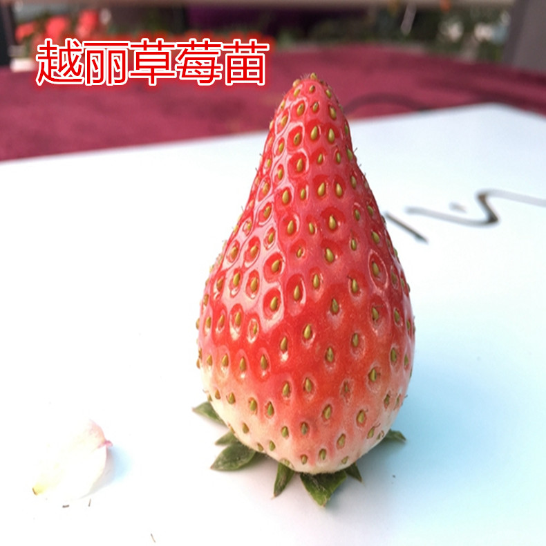 草莓苗無病蟲害