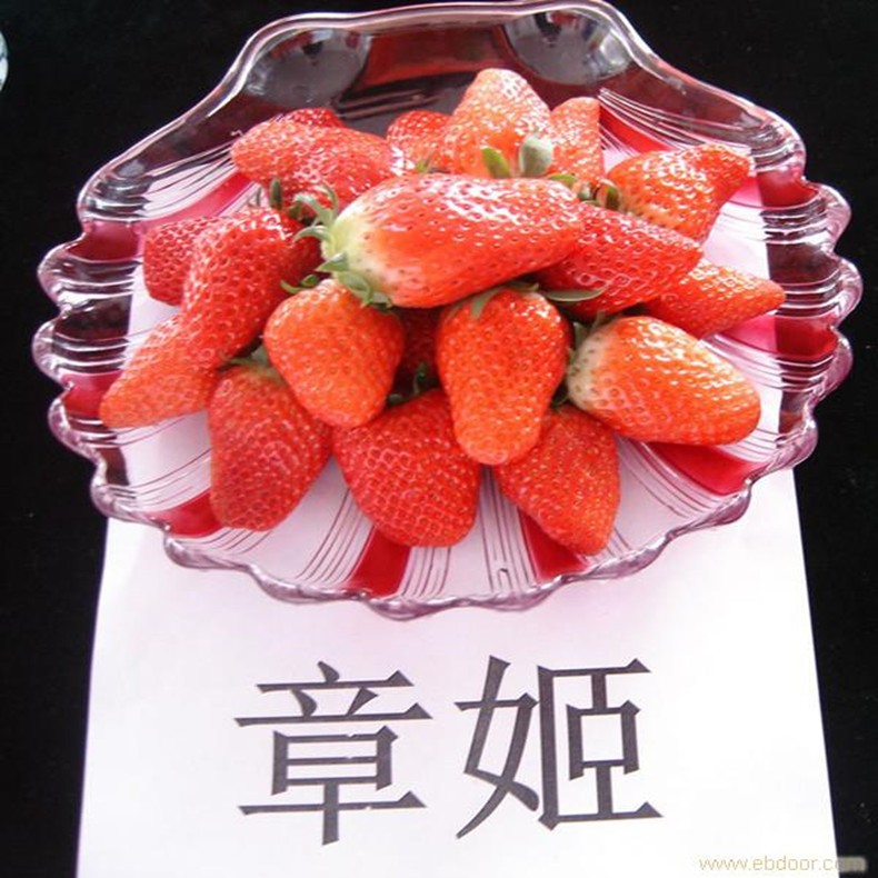盆栽草莓苗、盆栽草莓苗產(chǎn)量高