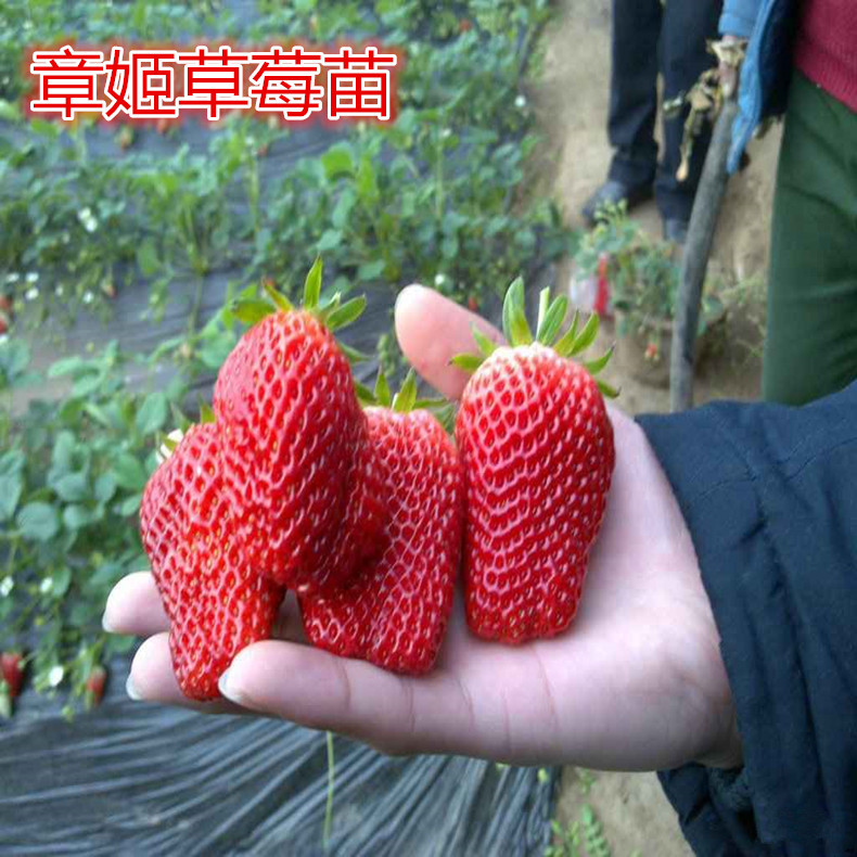 米賽爾草莓苗