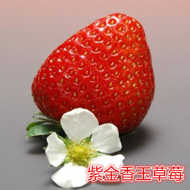 艷麗草莓苗