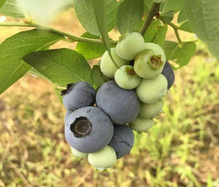 123公分藍(lán)莓樹小苗—澤西藍(lán)莓樹小苗根系粗壯