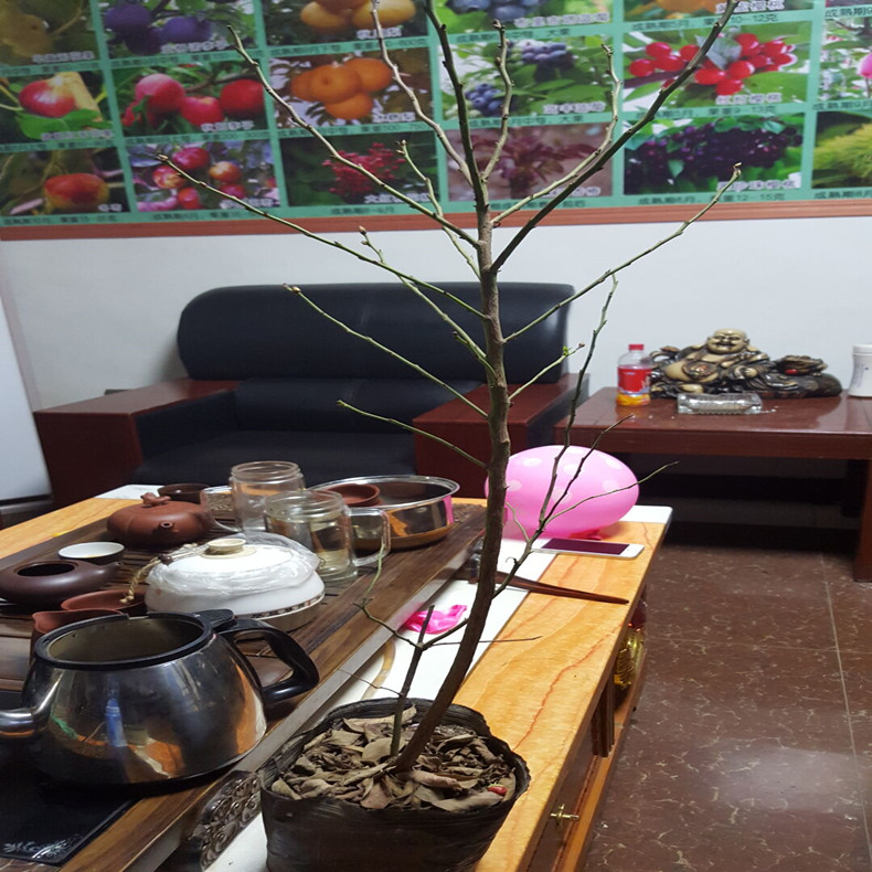 123公分藍(lán)莓樹小苗—澤西藍(lán)莓樹小苗根系粗壯