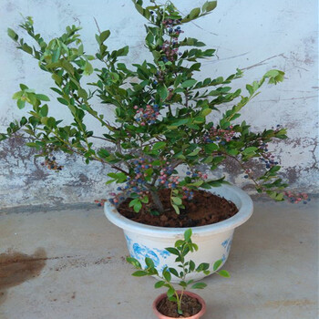 早掛果藍(lán)莓種苗—布里吉塔藍(lán)莓種苗種植佳時(shí)間