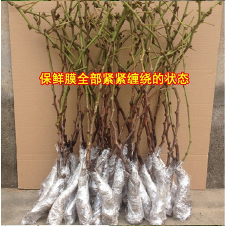 1公分葡萄樹苗—無核早紅葡萄樹苗免費技術管理