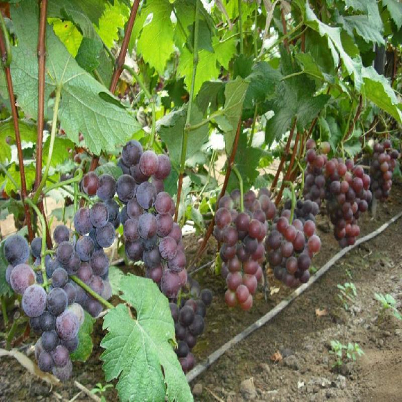 1公分葡萄樹苗—無核早紅葡萄樹苗免費技術管理