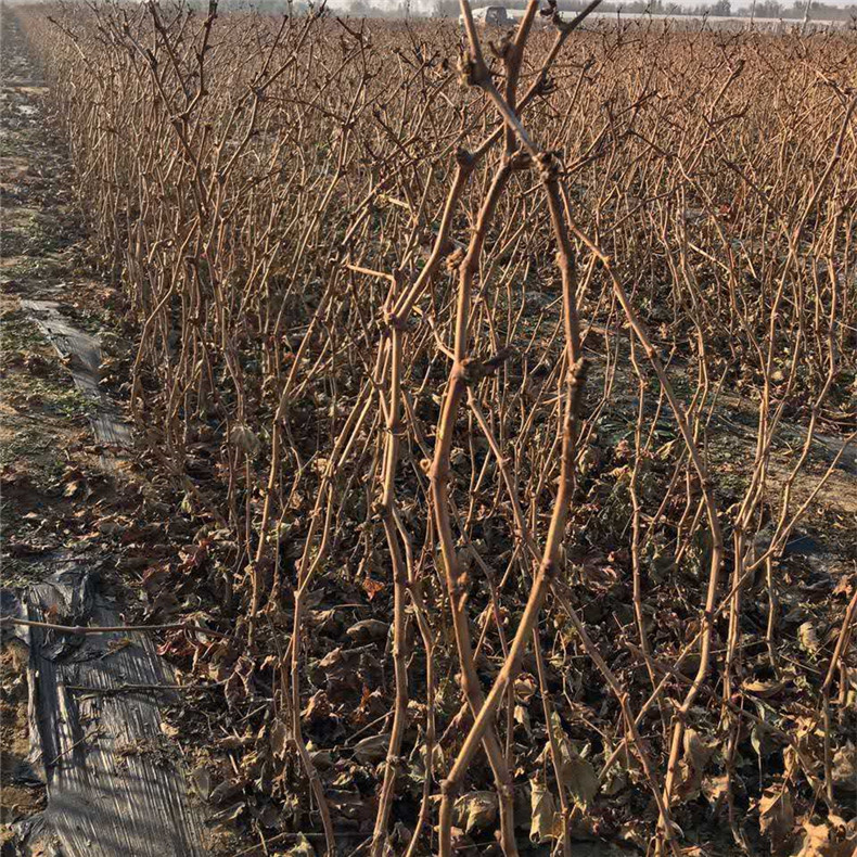 高产量葡萄树小苗—汤姆逊无核葡萄树小苗哪里卖