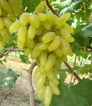 0.3公分葡萄苗種植注意事項——翠峰葡萄苗生態(tài)環(huán)境