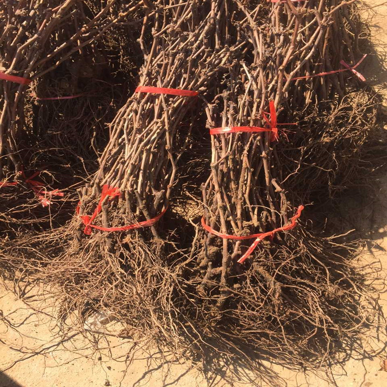 0.3公分葡萄苗種植注意事項——翠峰葡萄苗生態(tài)環(huán)境