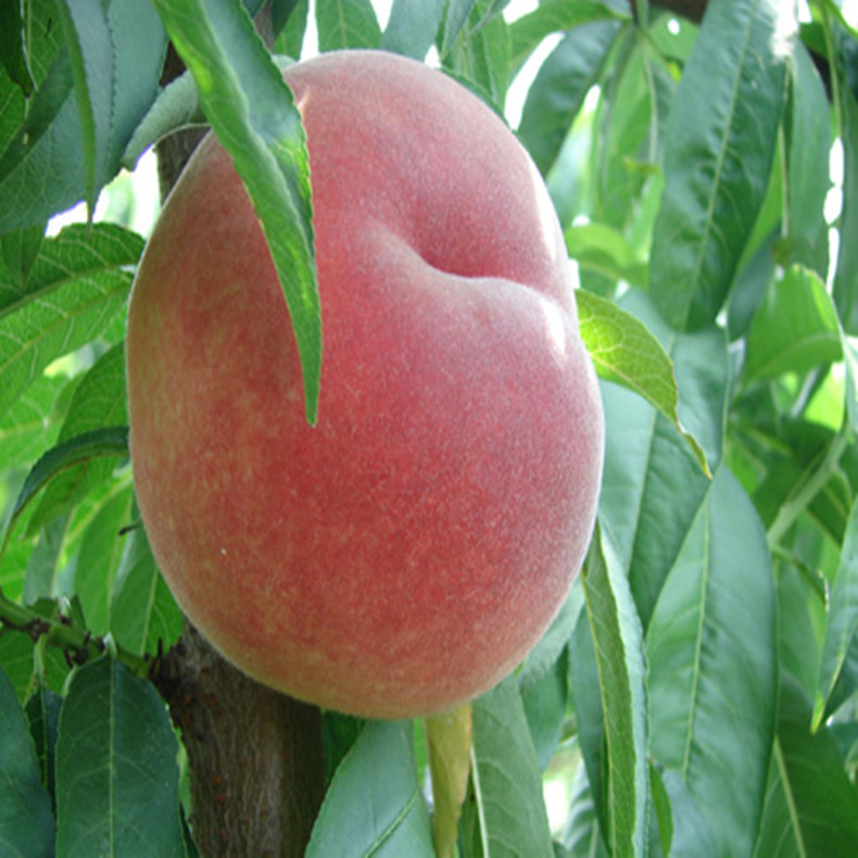 今年晉紅蜜桃桃樹幼苗畝產(chǎn)量高、今年晉紅蜜桃桃樹幼苗種植時間