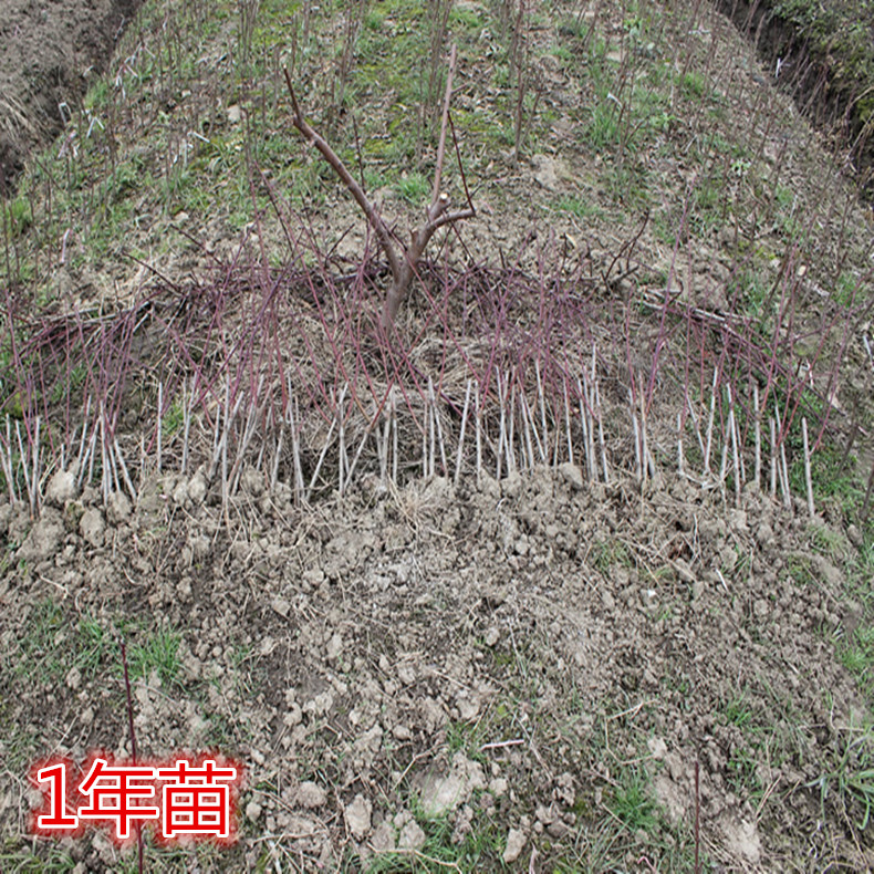 0.7公分桃樹—紅肉蜜桃樹畝產(chǎn)量