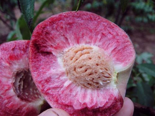 今年晉紅蜜桃桃樹幼苗畝產(chǎn)量高、今年晉紅蜜桃桃樹幼苗種植時間