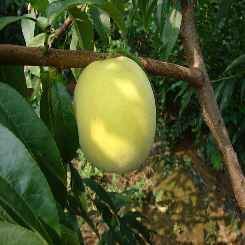 0.7公分桃樹—紅肉蜜桃樹畝產(chǎn)量