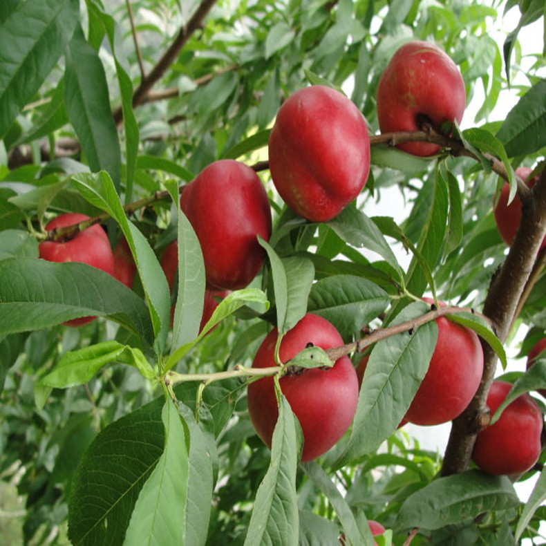 0.6公分桃樹(shù)小苗—夏紅桃樹(shù)小苗成熟期