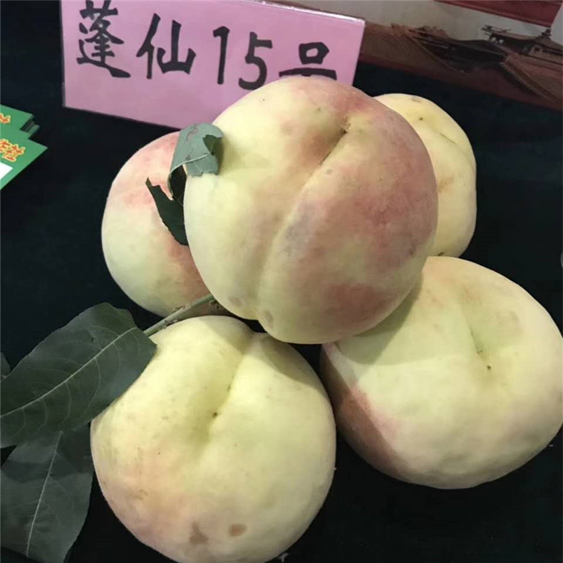 三公分桃樹—巨油蟠桃樹品種