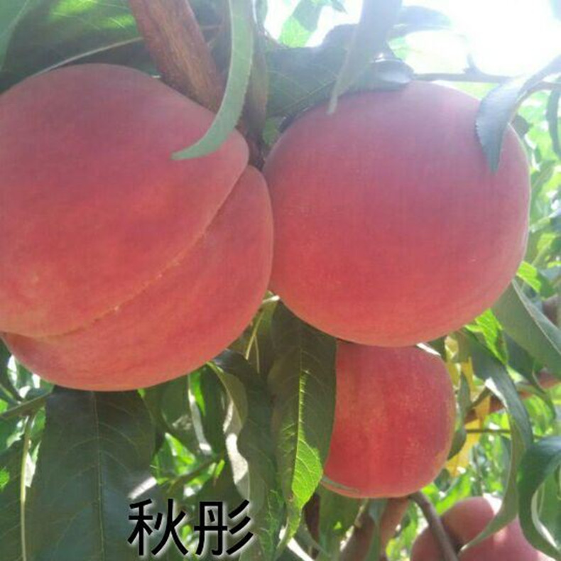 0.7公分桃樹壯苗—早霞露桃樹壯苗畝產量