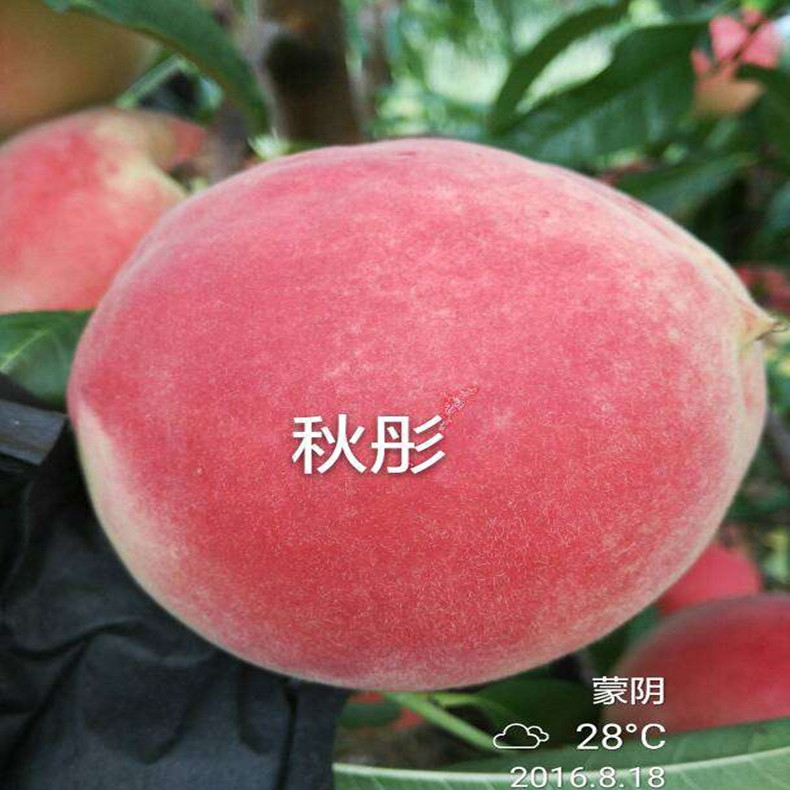 嫁接桃樹壯苗—八月酥桃樹壯苗全國保濕郵寄